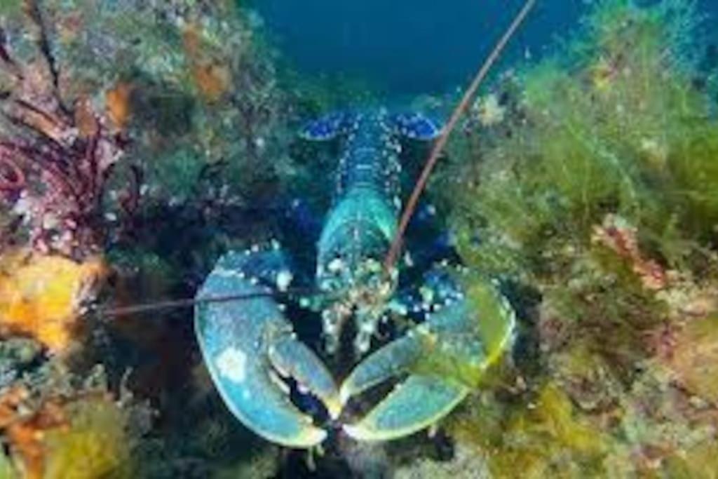 Gite Entre Mer Et Abers Landéda المظهر الخارجي الصورة